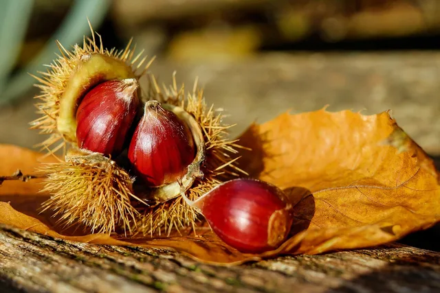 chestnut, sweet chestnut, nature, chestnuts, fruit, brown, edible, specialty, food, plant, prickly, autumn decoration. A closer look at specialty food suppliers
