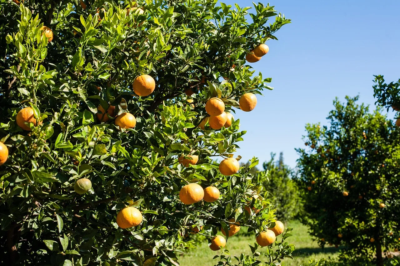 orange, production, packing, job. How to price small-batch packaged foods under US co-packing costs