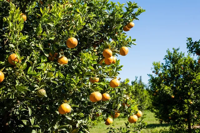 orange, production, packing, job. How to price small-batch packaged foods under US co-packing costs